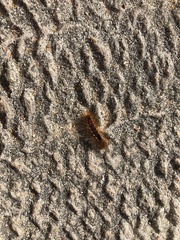 Euproctis chrysorrhoea