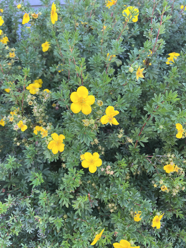 shrubby cinquefoil