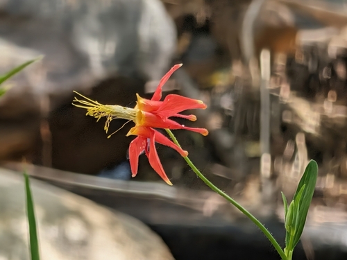 iNaturalist observation photo of western columbine