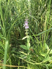Stachys pilosa
