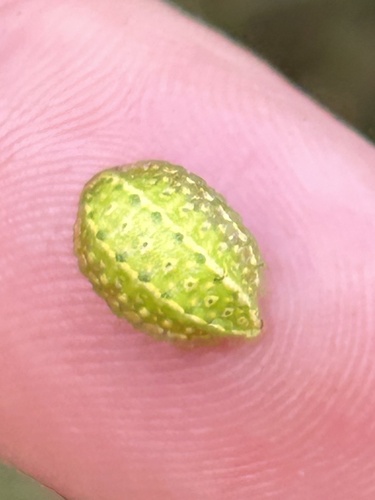 Yellow-shouldered Slug Moth