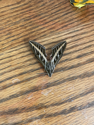 White-lined Sphinx