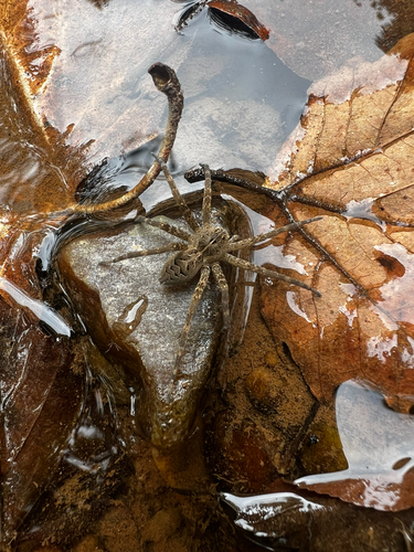 Striped Fishing Spider
