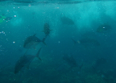 Caranx