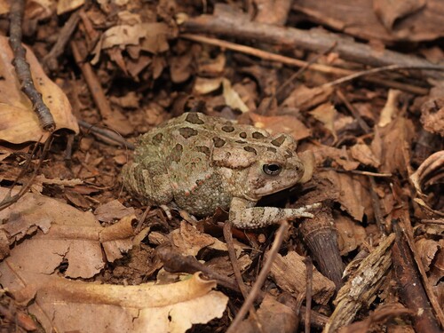 Fowler's Toad observed by geosesarma