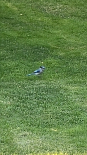 Blue Jay observed by northernmnsurveyguy