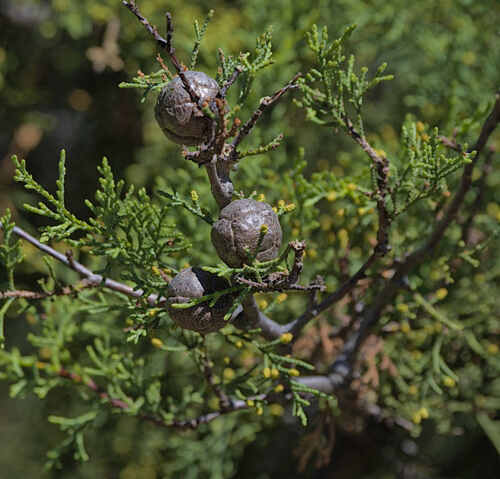 Cupressus sargentii observed 2026-09-14