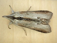 Cucullia omissa