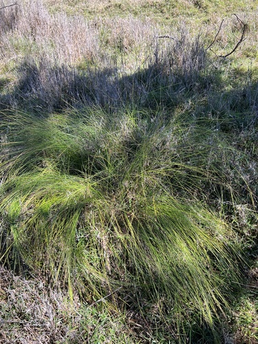 Trichophorum subcapitatum observed 2026-09-15