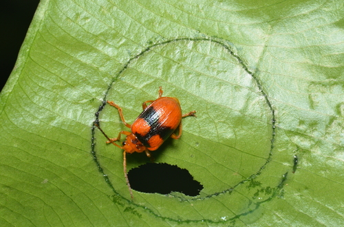 Genus Aplosonyx · iNaturalist