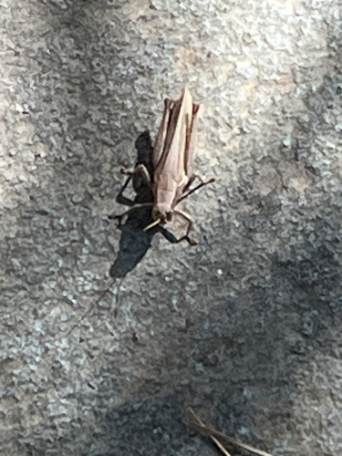 Yarrow's Grasshopper