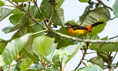 Ramphocelus flammigerus flammigerus