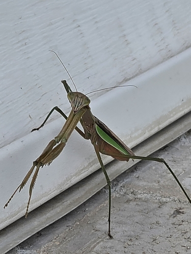 Chinese Mantis