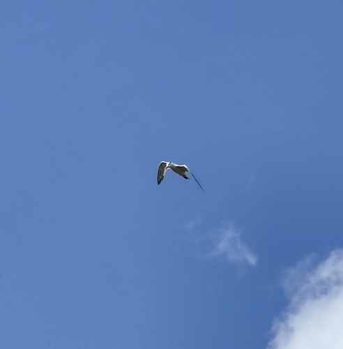 Royal Tern