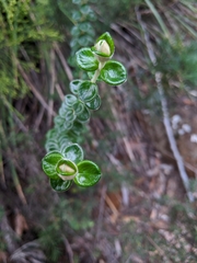 Pimelea nivea