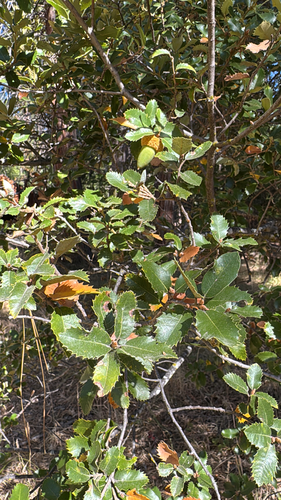 iNaturalist observation photo of canyon live oak