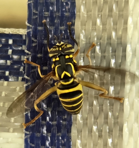Eastern Hornet Fly