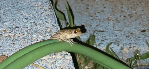 Cuban Tree Frog