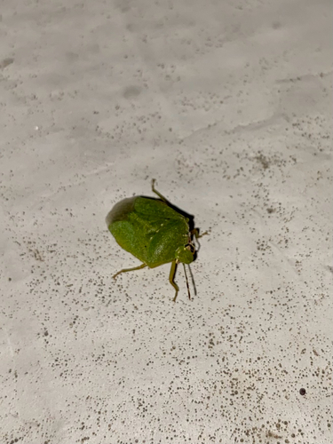 Southern Green Stink Bug