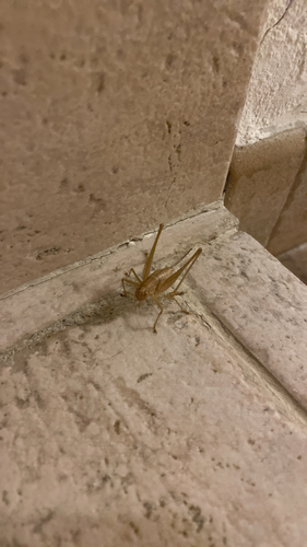Mediterranean Bush-cricket