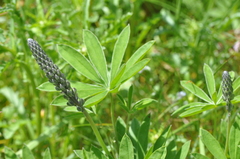 Lupinus oreganus