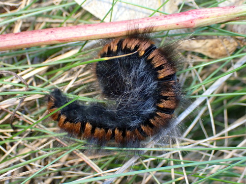 Fox Moth
