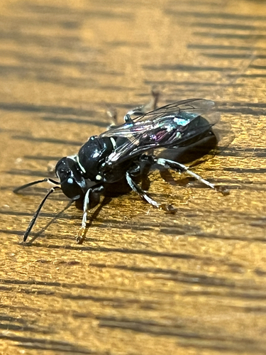 Ochleroptera observed 2026-09-15