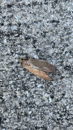 Litoprosopus linea