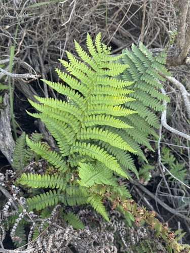 Dryopteris arguta, photograph 3