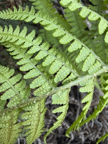 Dryopteris arguta, photograph 4