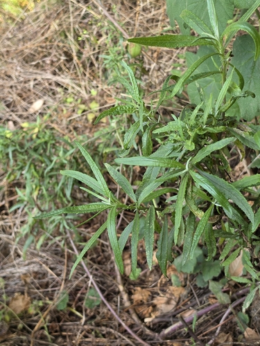 Senecio minimus, photograph 4