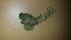 Absconditella sphagnorum