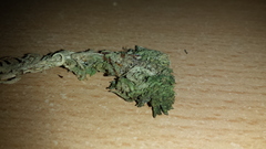 Absconditella sphagnorum