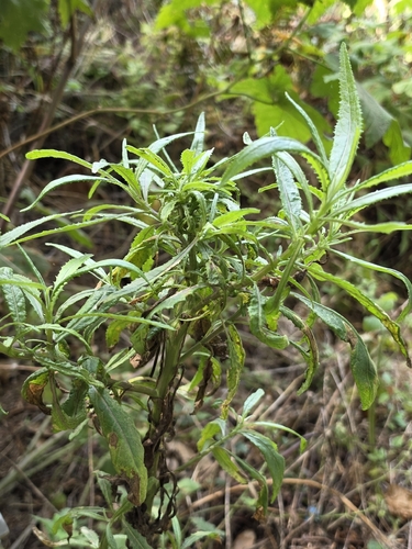 Senecio minimus, photograph 5