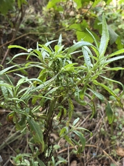 Senecio minimus, photograph author not stated, no rights reserved