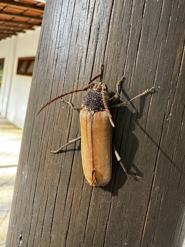 Psygmatocerus wagleri