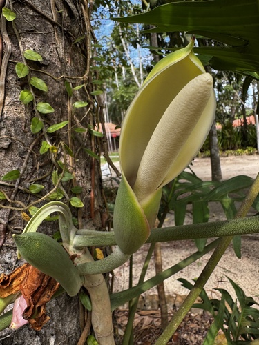 Philodendron pedatum