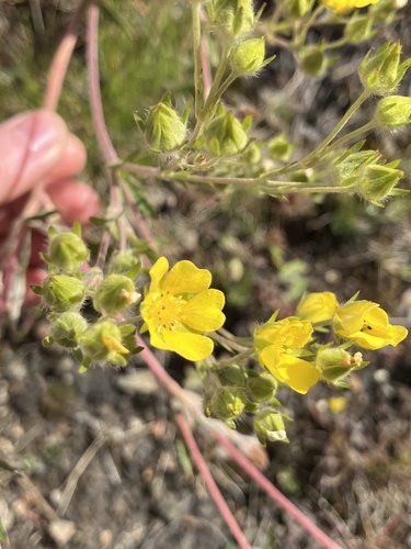 white-leaved cinquefoil