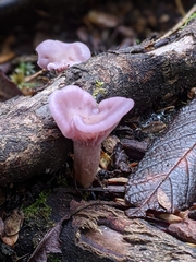 Hygrocybe reesiae