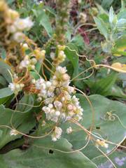 Cuscuta australis cesatiana
