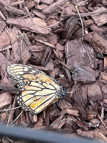Monarch