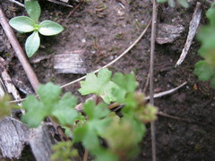 Hydrocotyle callicarpa
