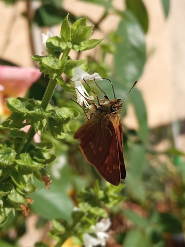 Large Skipper