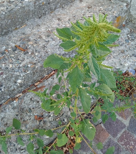 Redroot Amaranth