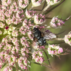 Pollenia rudis