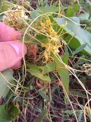 Cuscuta australis cesatiana