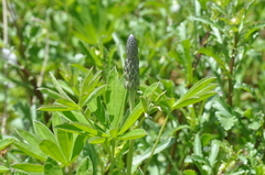 Lupinus oreganus