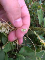 Cuscuta australis cesatiana