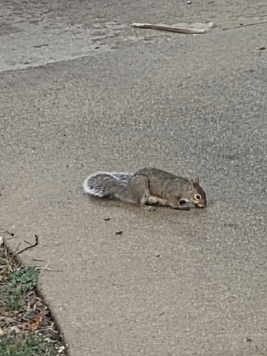 Eastern Gray Squirrel observed by trenin