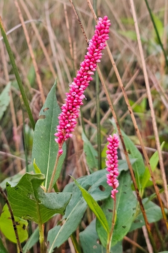 longroot smartweed
